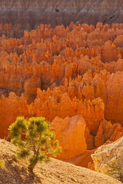 USA, Utah, Bryce Canyon NP